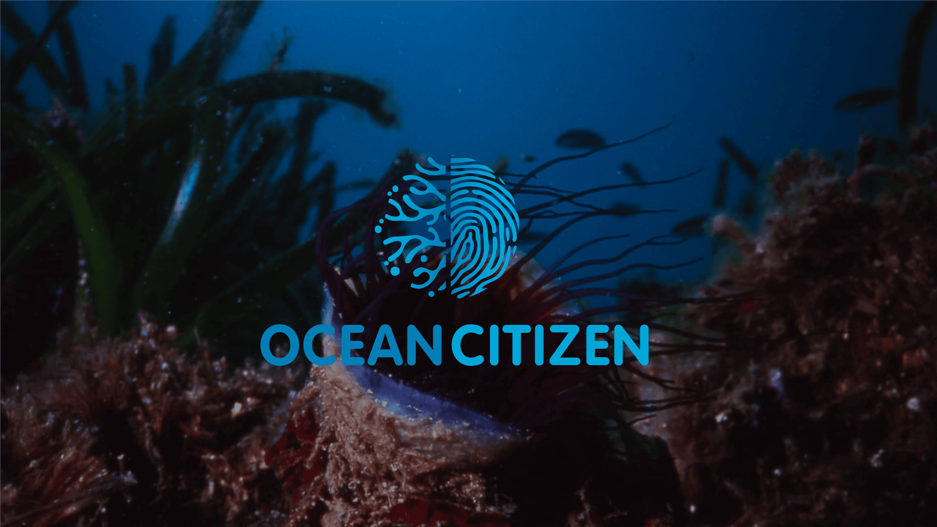 Ocean Citizen 1st Newsletter