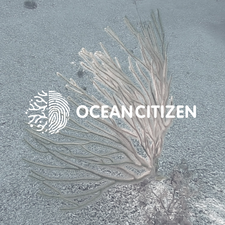 Ocean Citizen supports coral conservation