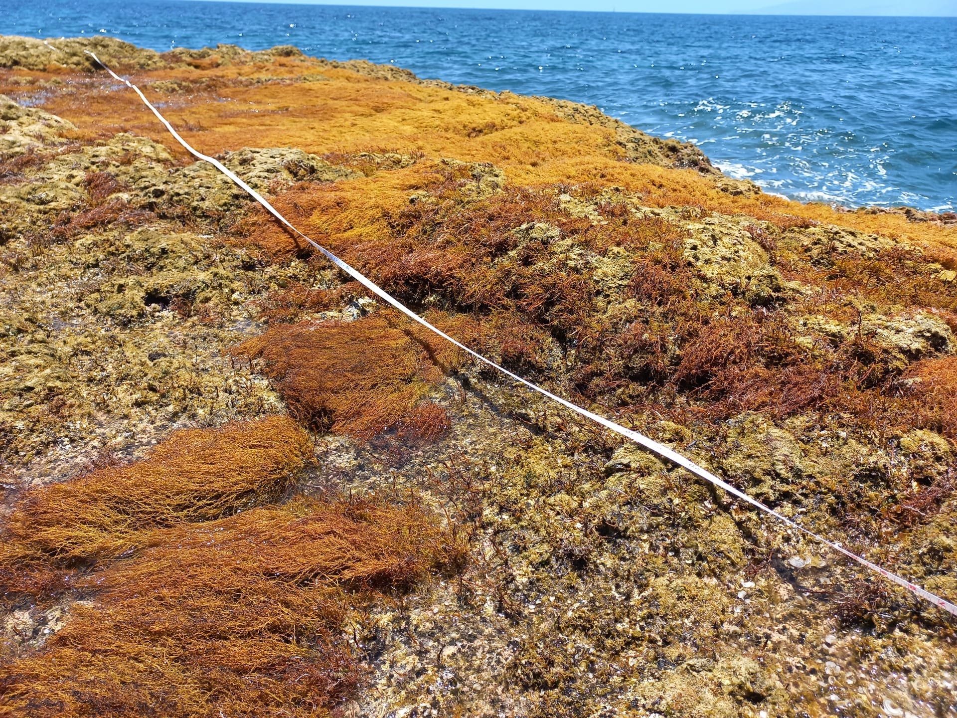 Ecological restoration of seaweed forests in Tenerife