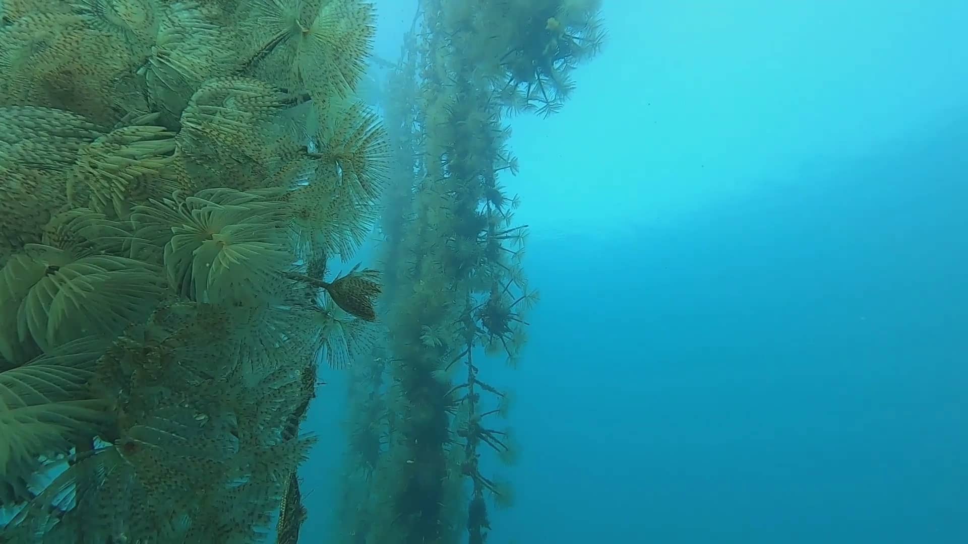 Shared Efforts for a Sustainable Future: OCEAN CITIZEN and REMEDIALIFE Projects