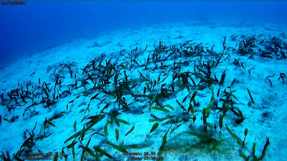 First record of Caulerpa prolifera (Bryopsidales, Chlorophyta) beyond 60m depth in the SW Tenerife Island, Spain.