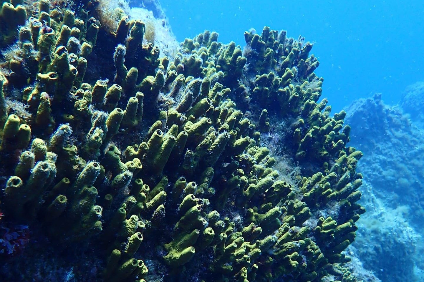 The Yellow Architect of Tenerife’s Underwater Forests