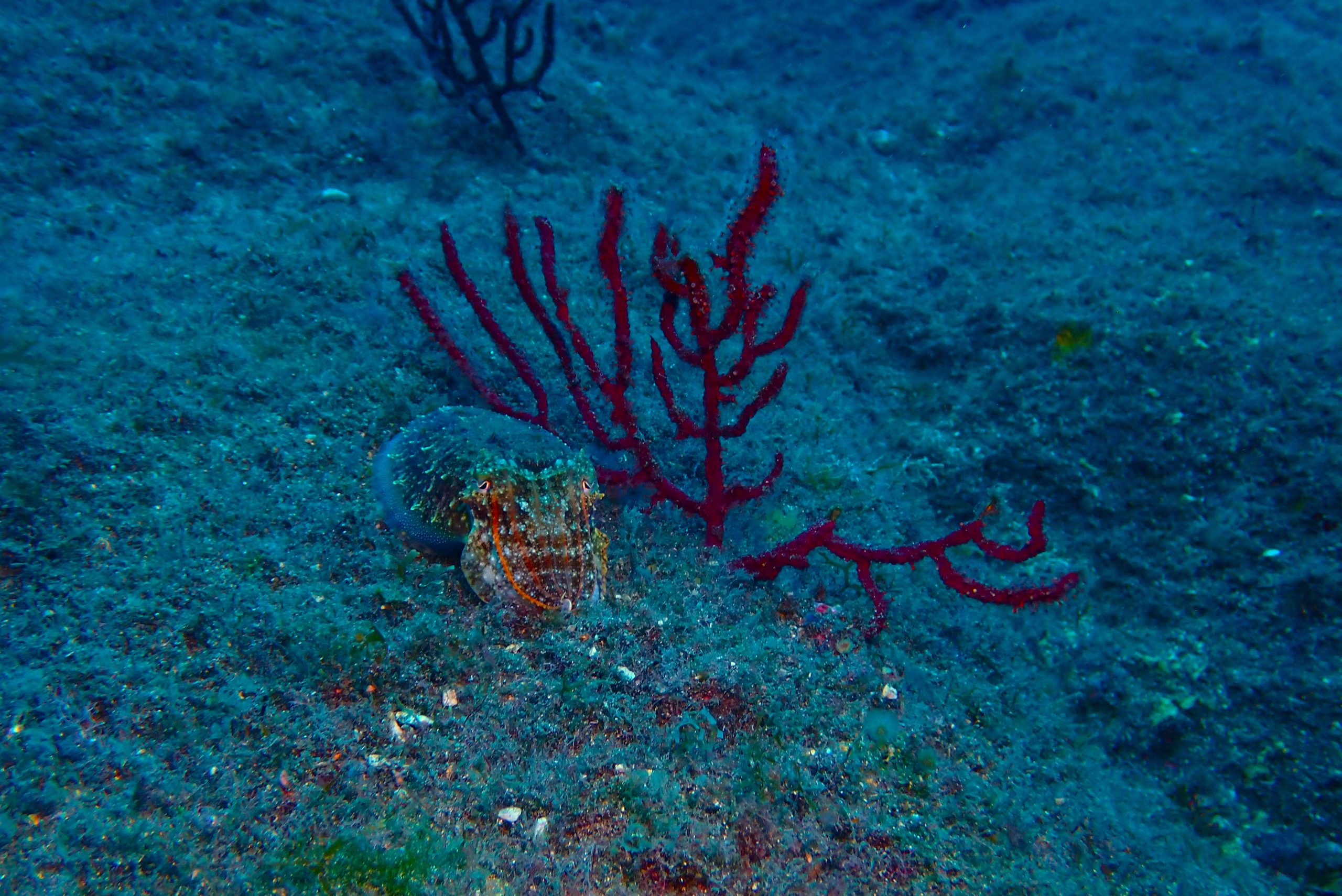 Advancing gorgonian monitoring and restoration in Gran Canaria