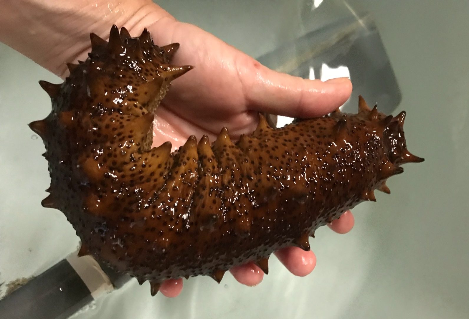 Boosting Sea Cucumber Aquaculture: How microalgal diet impact larval survival and development