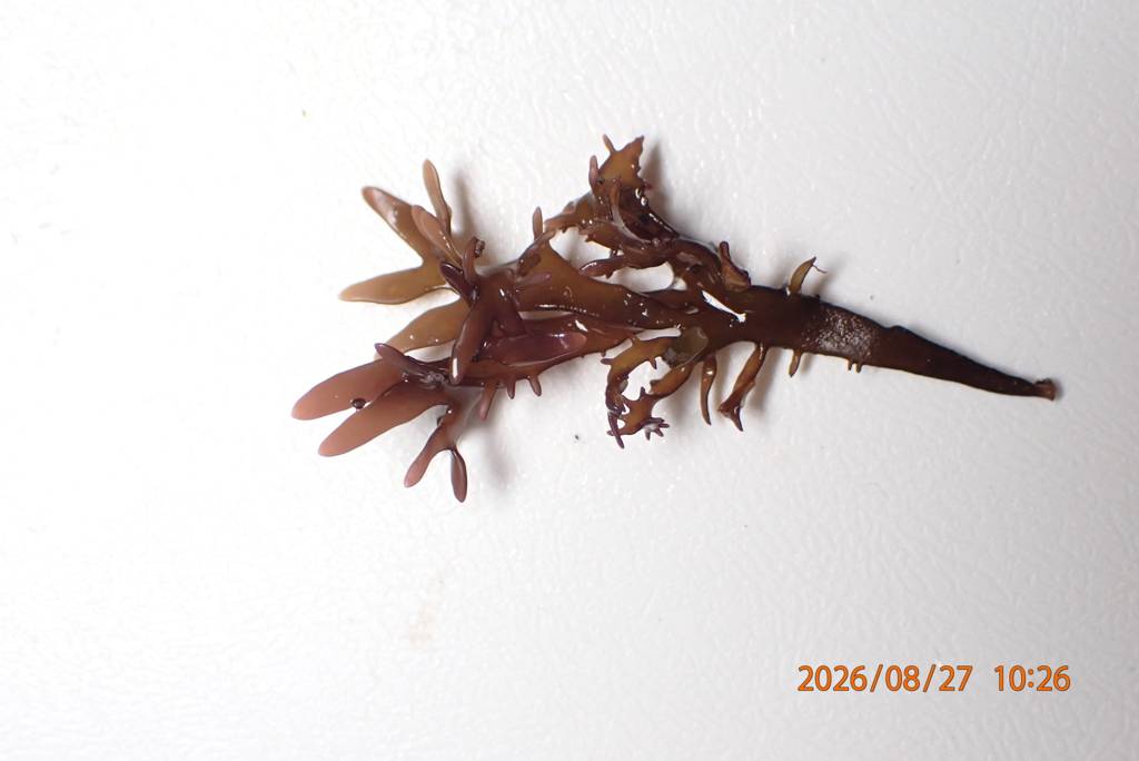 Seaweed specimen photographed on a white background
