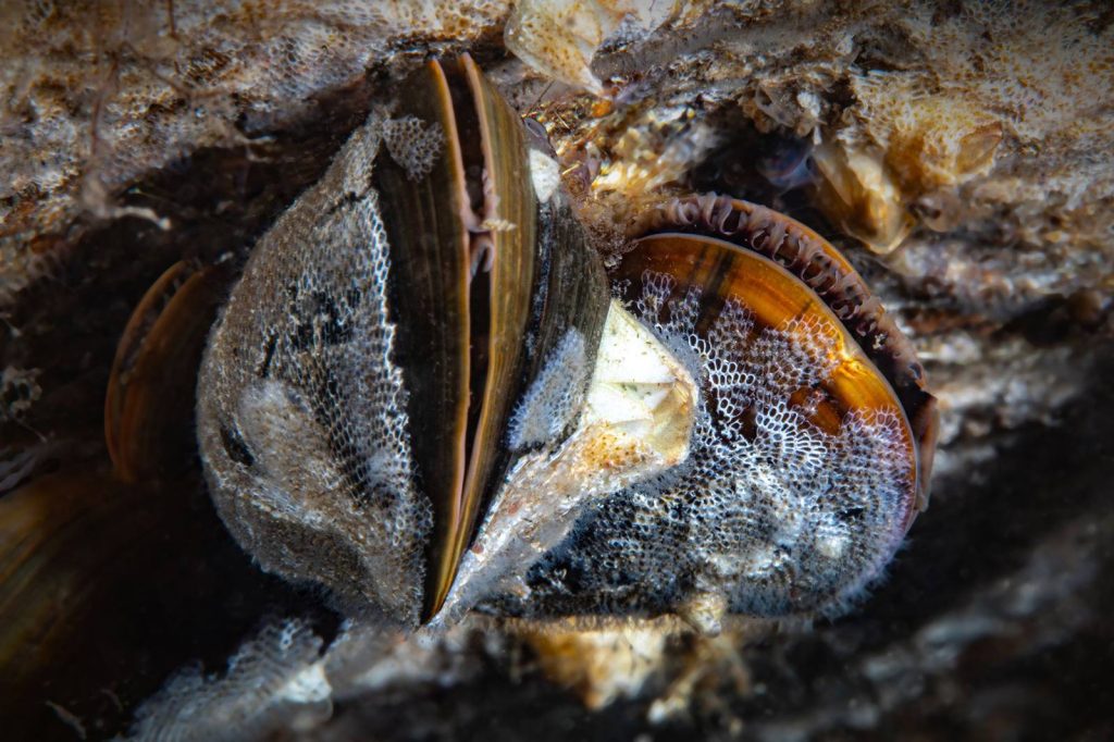 Close-up of blue mussels attached to the concrete reef