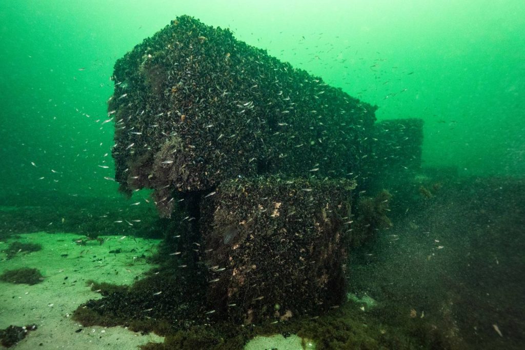 Concrete reef covered with mussels and surrounded by small fish in Køge Bay