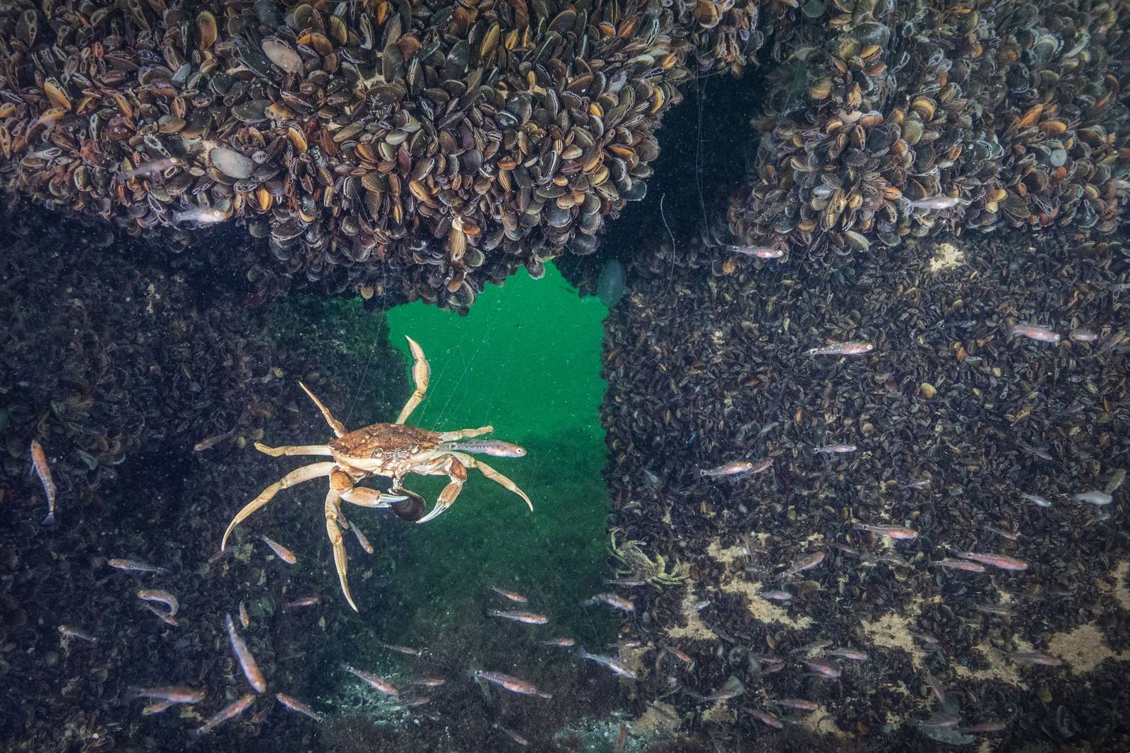 Ocean Citizens are racing to colonise the new concrete reefs in K&oslash;ge Bay, Denmark!